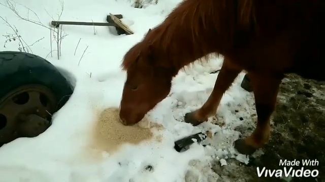 Выстраивание отношений с лошадью. смотреть онлайн