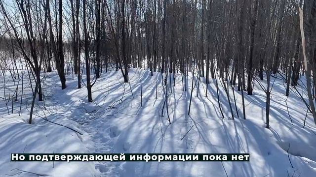 Снова про собак 31.03.2021 смотреть онлайн