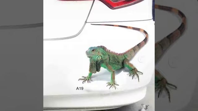 Автомобильные аксессуары для мотоциклов Видео обзор товаров смотреть онлайн