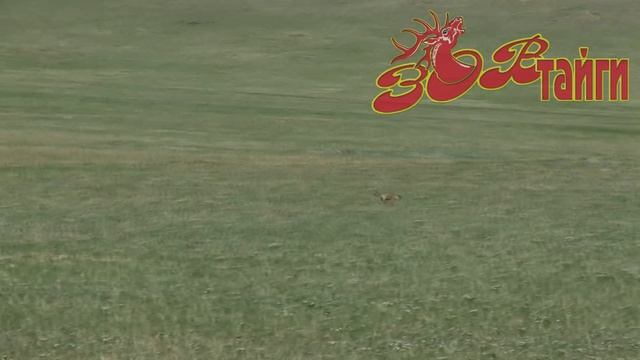 Дикая Монголия. Часть 2 Wild Mongolia Part 2. (HD) смотреть онлайн