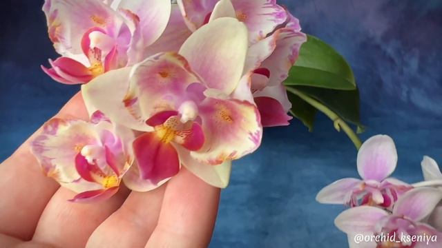 Phal. Pixi Rose от Son Ya | Первое цветение на 17 цветочков | Нежная азиатская бабочка мультифлора смотреть онлайн