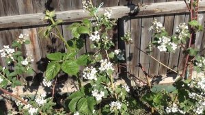 Ежевика в Красноярске. Ежевика сорт Навахо.