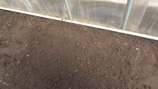 Начала посев капусты в холодную теплицу. Ольга Чернова. смотреть онлайн