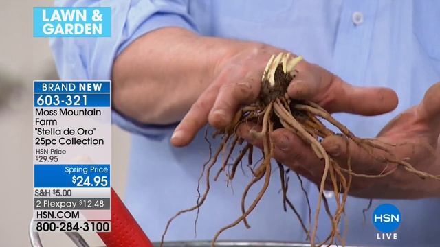 Moss Mountain Farm "Stella de Oro" 25piece Day Lily Coll... смотреть онлайн