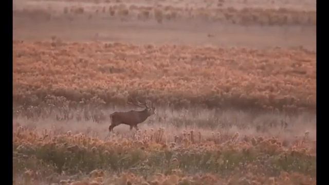Олень в Беловежской пуще смотреть онлайн
