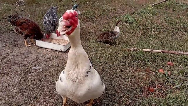 Дружковка 6 октября 2023.Соль для коз.Подсолнуховое поле.Понтонный мост. смотреть онлайн