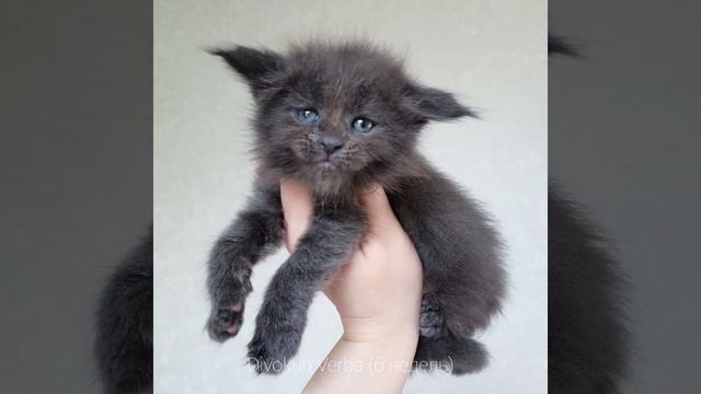 Уши "вертолётом" 😅 Верба (Divokun Verba), возраст 6 недель. Голубая кошка Мейн-кун. смотреть онлайн