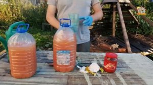 Баклажан. Подкормка Дрожжи плюс по листу и под корень.  DIY & DACHA. #129.