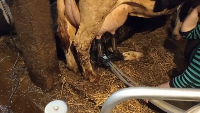 первая дойка после отела голштинизированная корова сколько дает смотреть онлайн
