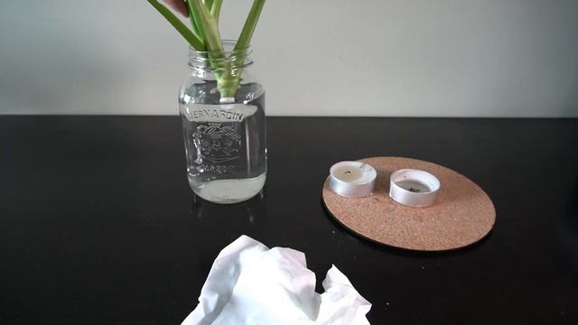 How to propagate a Swiss Cheese Plant | Monstera Deliciosa смотреть онлайн