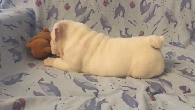 белый бульдог смотреть онлайн