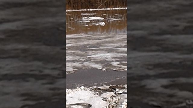 ледоход река Чарыш. смотреть онлайн