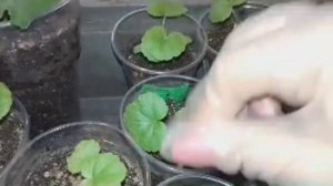 РЫХЛЕНИЕ ПОЧВЫ.НЕ ЗАБЫВАЕМ ЗА ОБЯЗАТЕЛЬНЫЙ УХОД РАССАДЫ.