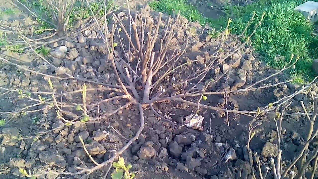 НЕ сажайте инжир в траншеи 2 смотреть онлайн