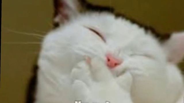 Почему в школе не спят? смотреть онлайн