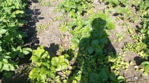 Клубника сорт Сирия