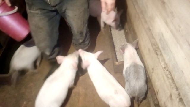 За сколько съели 40 кг корма 8 поросят, возрастом 2 месяца! Какой вес набрали за 3 дня! Свиноводств смотреть онлайн