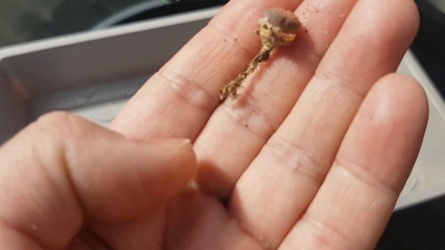 Как быстро и без неудобств посадить много литопсов в один горшок?Lithops смотреть онлайн