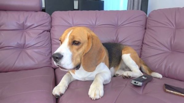 БАТЯ НАРУГАЛ ШЕРЛОКА. РАЗБИЛ КЛАВИАТУРУ САШИ.  БРОС ШОУ ПЕТ