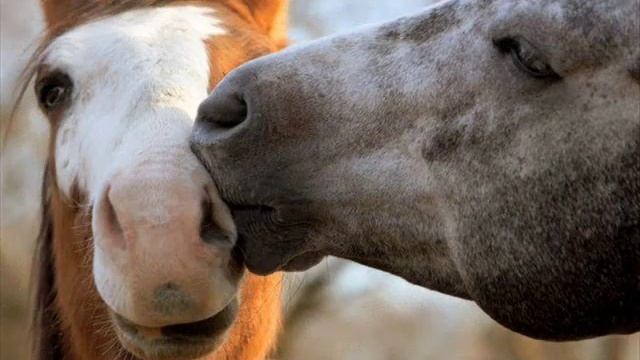 Симферополь - мой город равно удаленный от Тель-Авива и Москвы смотреть онлайн