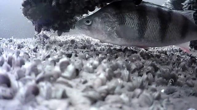 Юрьевец.ДОК. Горьковское водохранилище. Плотва Окуни ... 26 марта смотреть онлайн
