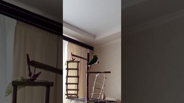 Дремает и поёт. Ожереловый попугай смотреть онлайн