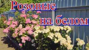 Обзор четырёх сортов роз не вошедших в лидеры продаж.