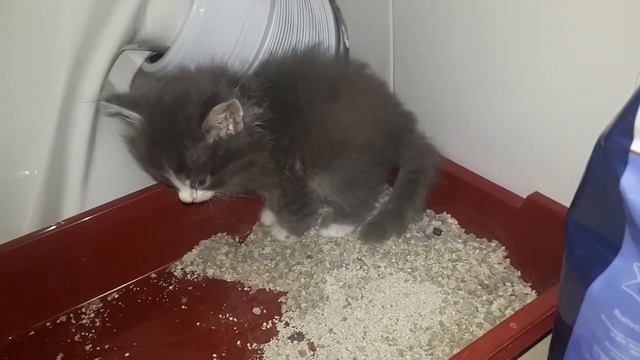 Как приучить котенка к лотку смотреть онлайн