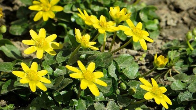 К Бальмонт Золотое слово #стихиовесне #стихиоприроде #поэтысеребряноговека смотреть онлайн