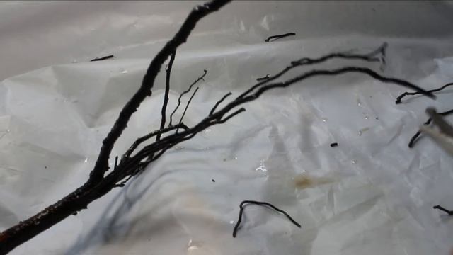 Не растёт саженец. Роза Омаж а Барбара. Что делать? смотреть онлайн