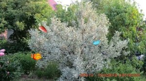 Лох серебристый (elaeagnus) ? серебристый лох обзор: как сажать, саженцы лоха