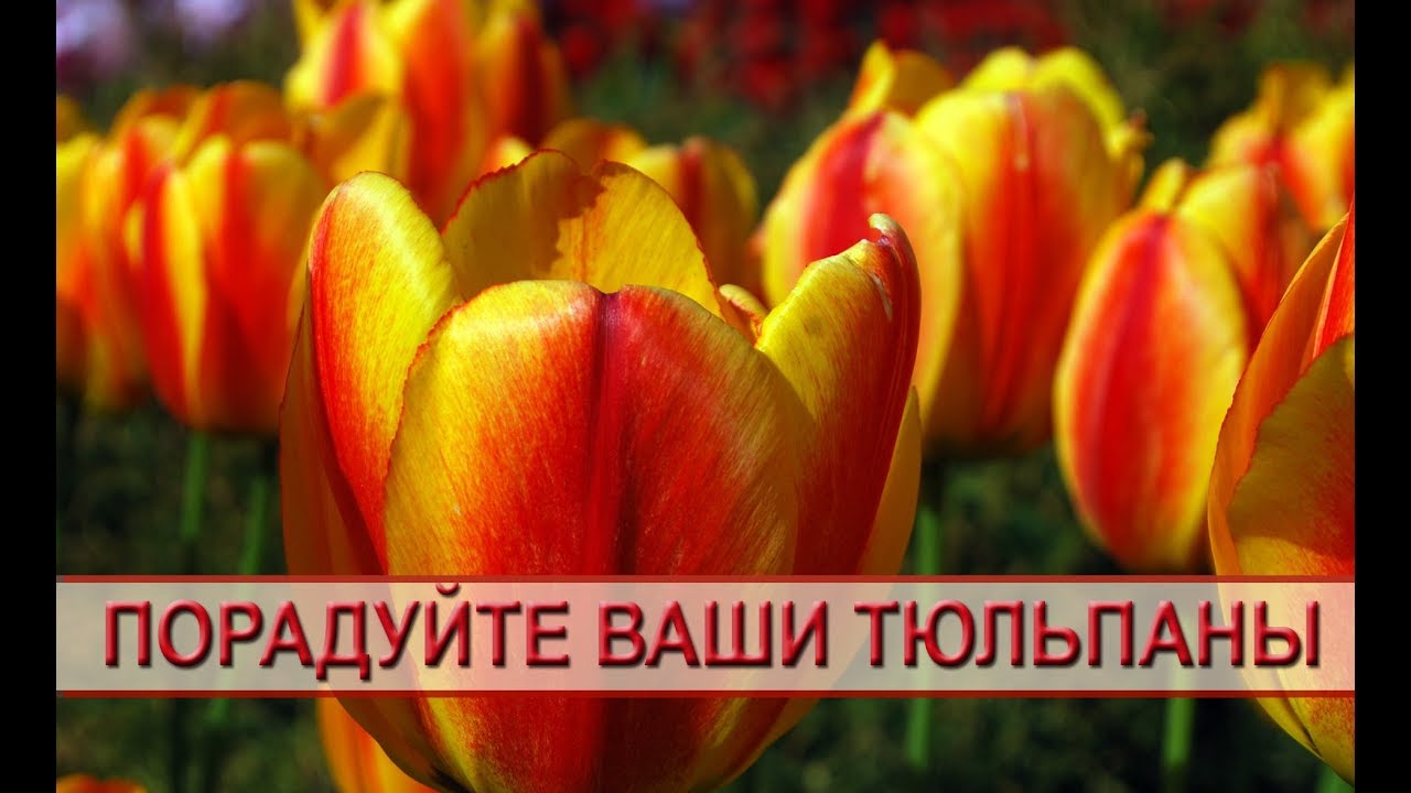 Тюльпаны: выращивание и уход. Чем, когда и как подкормить тюльпаны смотреть онлайн