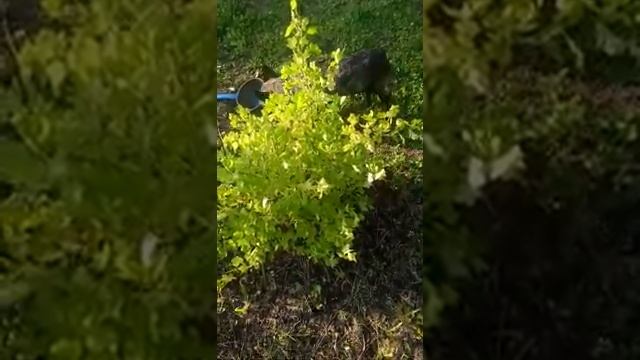 Мотя французский бульдог ест крыжовник с куста