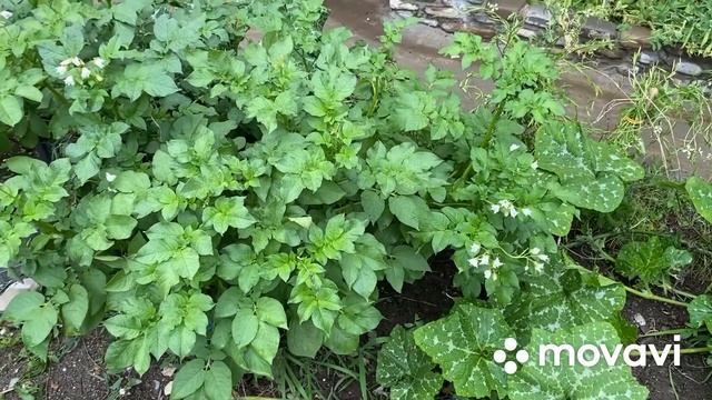 Выращивание картофеля в ящиках. смотреть онлайн