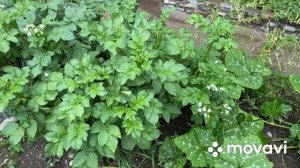 Выращивание картофеля в ящиках.