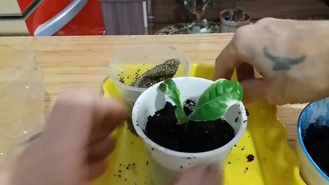 Результат укоренение черенка вариегатного лимона через 30 дней смотреть онлайн