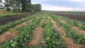 Сколько собрали и заработали на клубнике / 09.06.2021