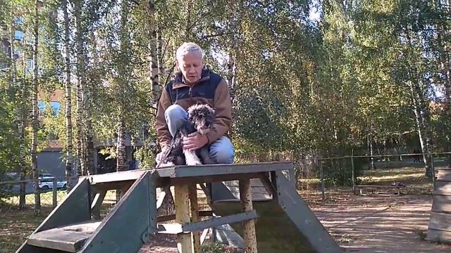 Дрессировка собак-первое занятие Цвейг шнауцер Джон 4 мес.Дрессировщики Анатолий и Ирина смотреть онлайн