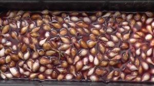 ПОРА САДИТЬ  ЛУК / ТЫКАНКУ