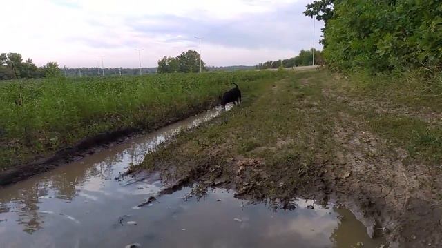 HURPIN розплiдник,#kennelhurpin,мініатюрний пiнчер,цвергпiнчер,карликовий пiнчер,мiнiдоберман,пiнче смотреть онлайн