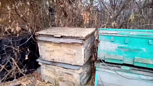 Почему? Люди бросают пасеку! смотреть онлайн