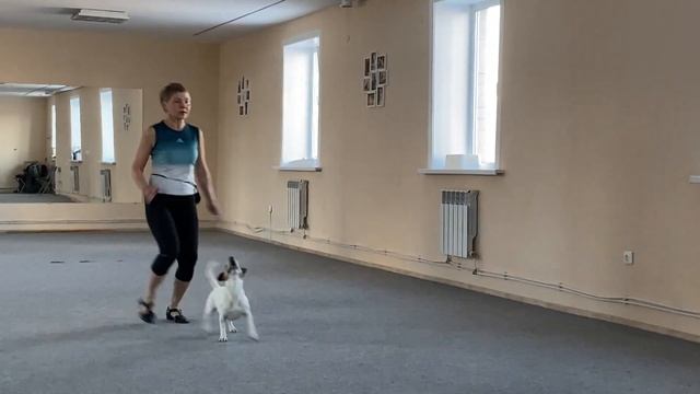 Как научить собаку командам Дрессировка собаки Танцы с собакой Терра. Элементы. 20.01.2023 г. смотреть онлайн