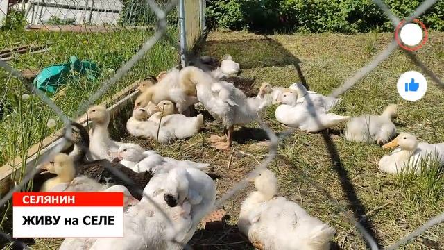 ДЕРЕВНЯ ШУДЬЯ у ТАТЬЯНЫ, ПТИЦЕФЕРМА: КУРЫ, ГУСИ, УТКИ/ ЖИВУ на СЕЛЕ*СЕЛЯНИН смотреть онлайн