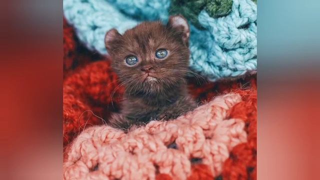 Удивительная история котёнка с бoльными лапками и медвежьими ушками. смотреть онлайн