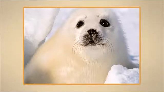 Арктика животный мир смотреть онлайн
