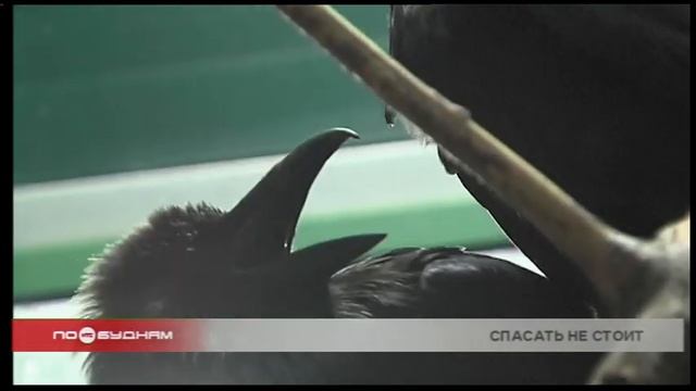 До 20 звонков в день поступает в Иркутскую зоогалерею по поводу выпавших из гнёзд птенцов смотреть онлайн