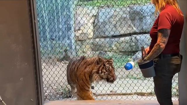 Nashville Zoo!🐉USA.Chinese New Year illuminations.Красивый зоопарк США.Нэшвилл.Китайский Новый год. смотреть онлайн