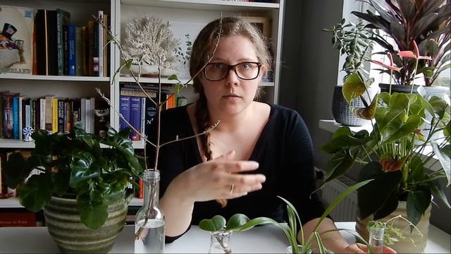🌱🌿☘️ Tips en trics om je stekjes in water te laten wortelen 🌱🌿☘️ смотреть онлайн