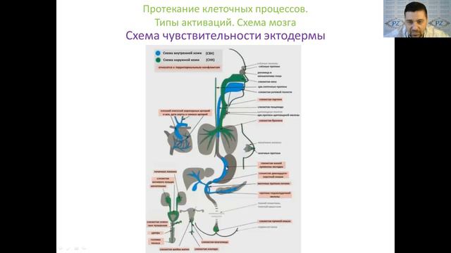 ПСИХОСОМАТИКА. ГНМ. Правила для ЭКТОДЕРМЫ. Часть 1 смотреть онлайн