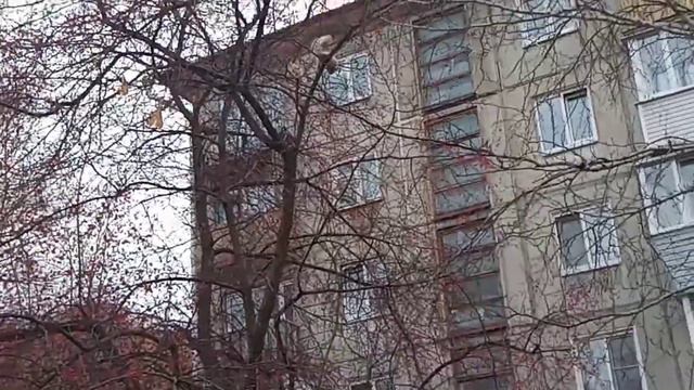 Шнауцер (Герда)